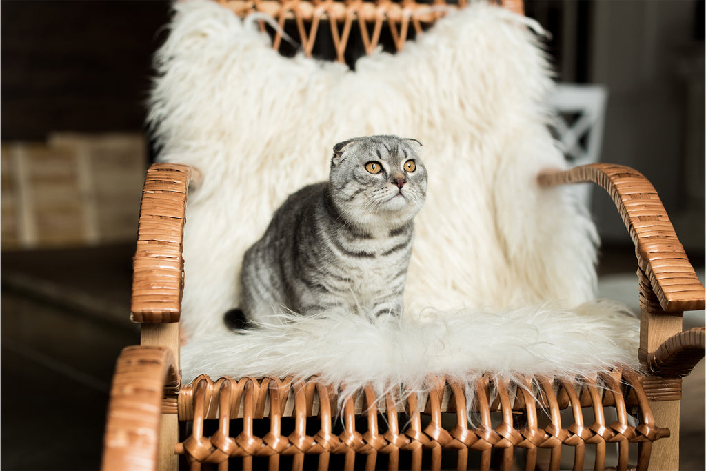 Scottish Fold Kedilerin Farklılıkları Nelerdir?