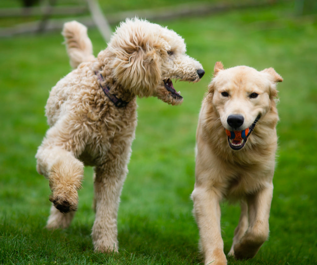 Köpekler Vücut Dili ile Ne Anlatmak İster?