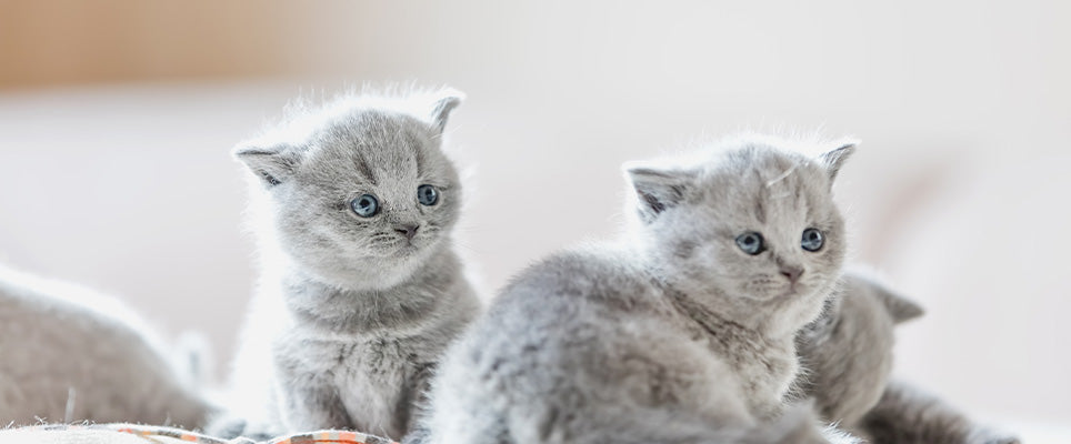 British Shorthair Kedileri Daha Yakından Tanıyalım!