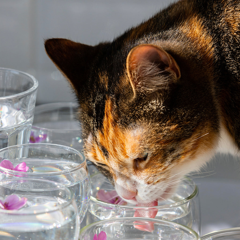 Kedimin Benim Bardağımdan Su İçmesi Zararlı mı?