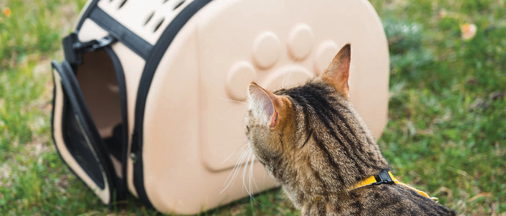 Kedi Taşıma Çantaları Hakkında Neler Bilmeliyiz?