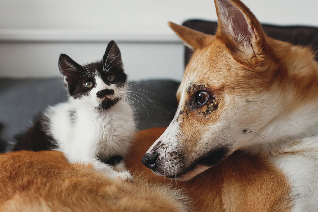 Pati Pati Rahatlama: Kediler ve Köpekler İçin Stresle Başa Çıkma Sanatı