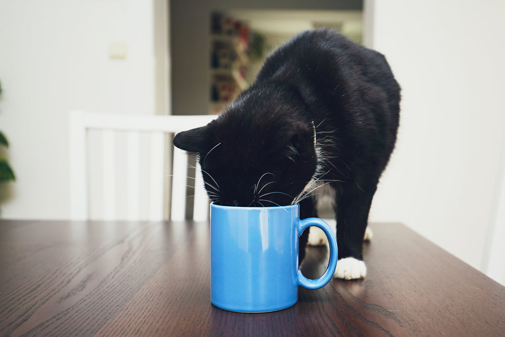 Kedilerde Su Tüketimi Ne Kadar Olmalı?