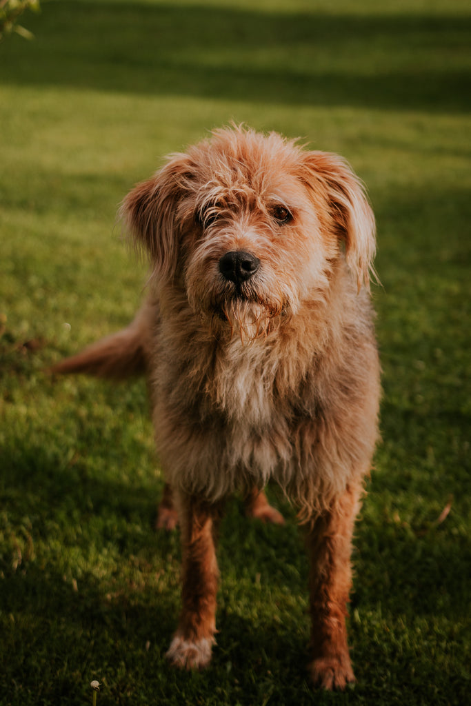 Köpeklerin Gizli Yetenekleri: İnsanları Nasıl Anlarlar ve Duygularımızı Nasıl Hissederler?