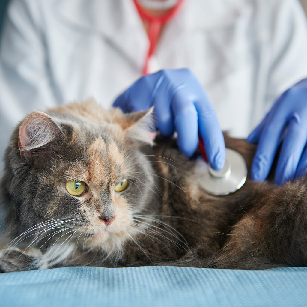 Kedilerde Görülen Geçici ve Kalıcı Hastalıklar
