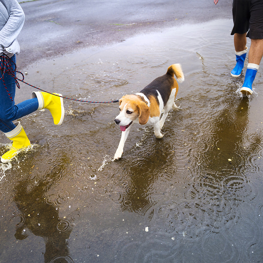 Köpekler Yağmurda Islanırsa Hasta Olur mu?