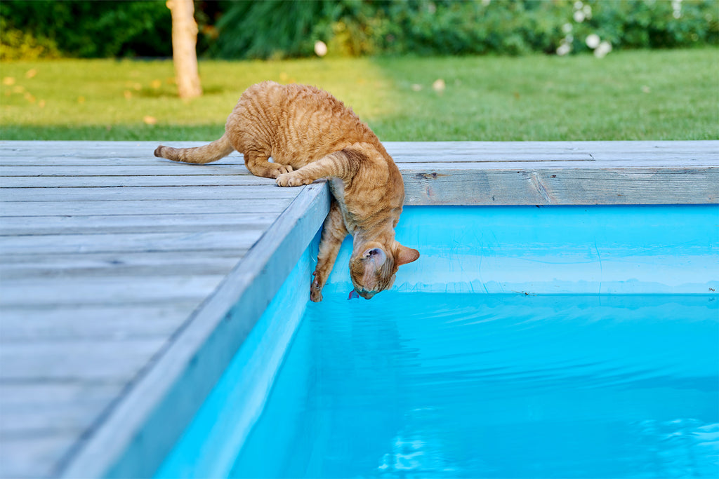Kediler de Yüzer!