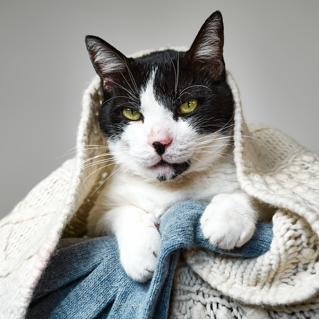 Kedilerde Kış Aylarında Görülebilecek Hastalıklar