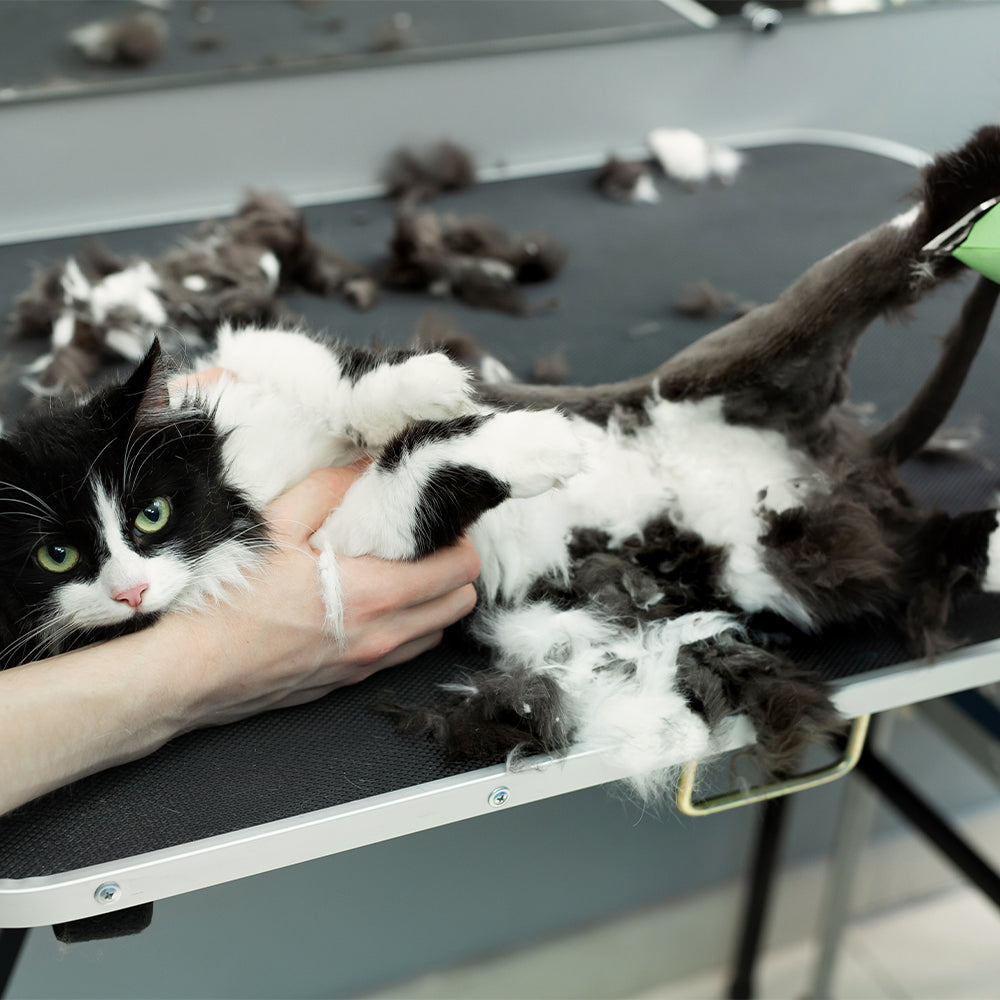 Kediler Tıraş Edilmeli midir?