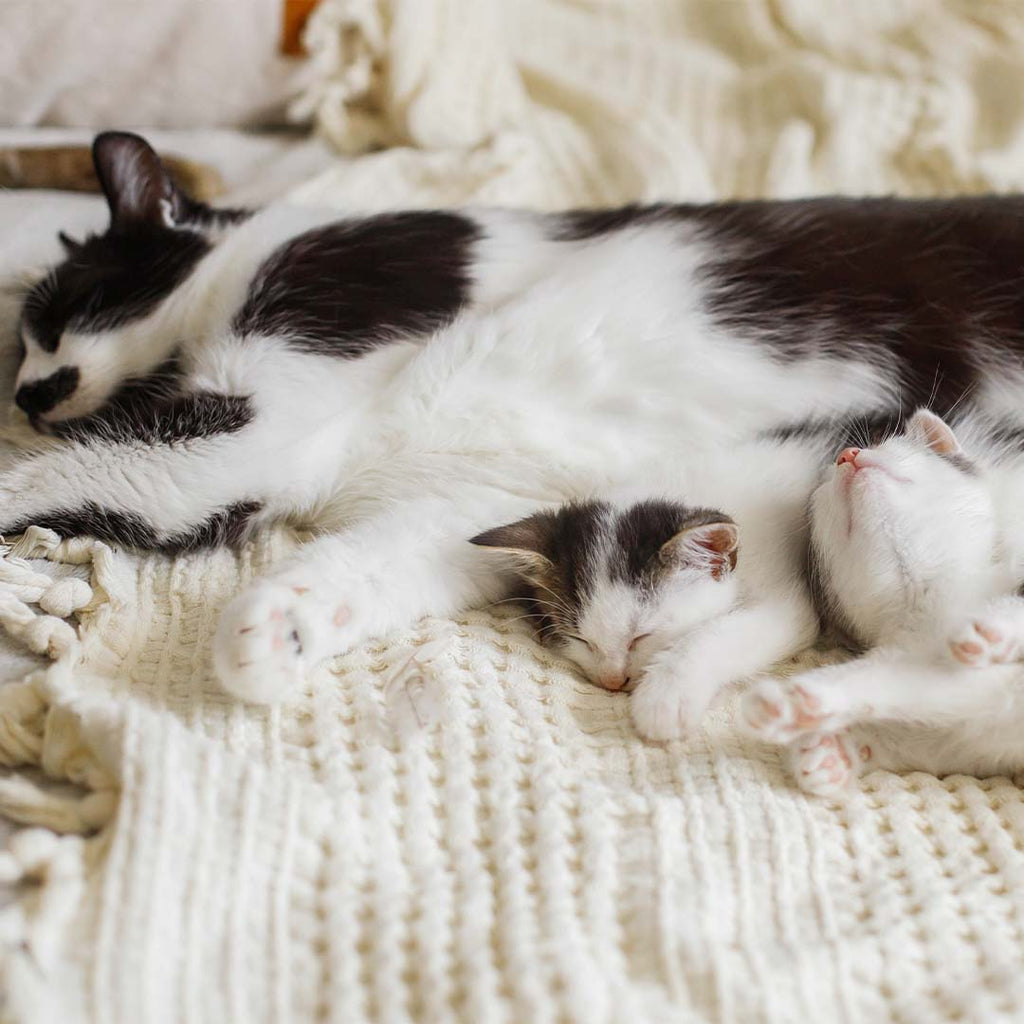 Kedi ve Köpeklerde Doğum Sonrası Bilinmesi Gerekenler