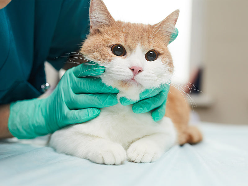 Kedi ve Köpeklerde Düzenli Aşı Periyodu