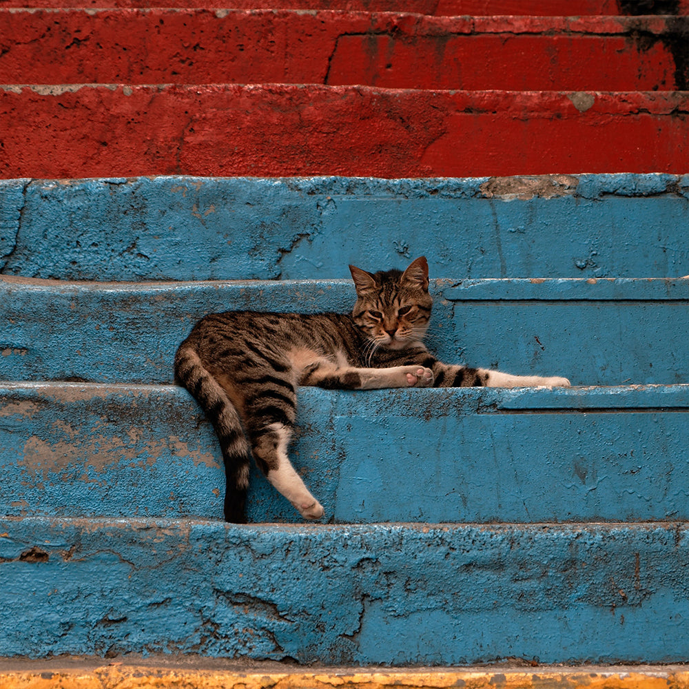 Ev Kedisi ile Sokak Kedisi Arasındaki Farklılıklar