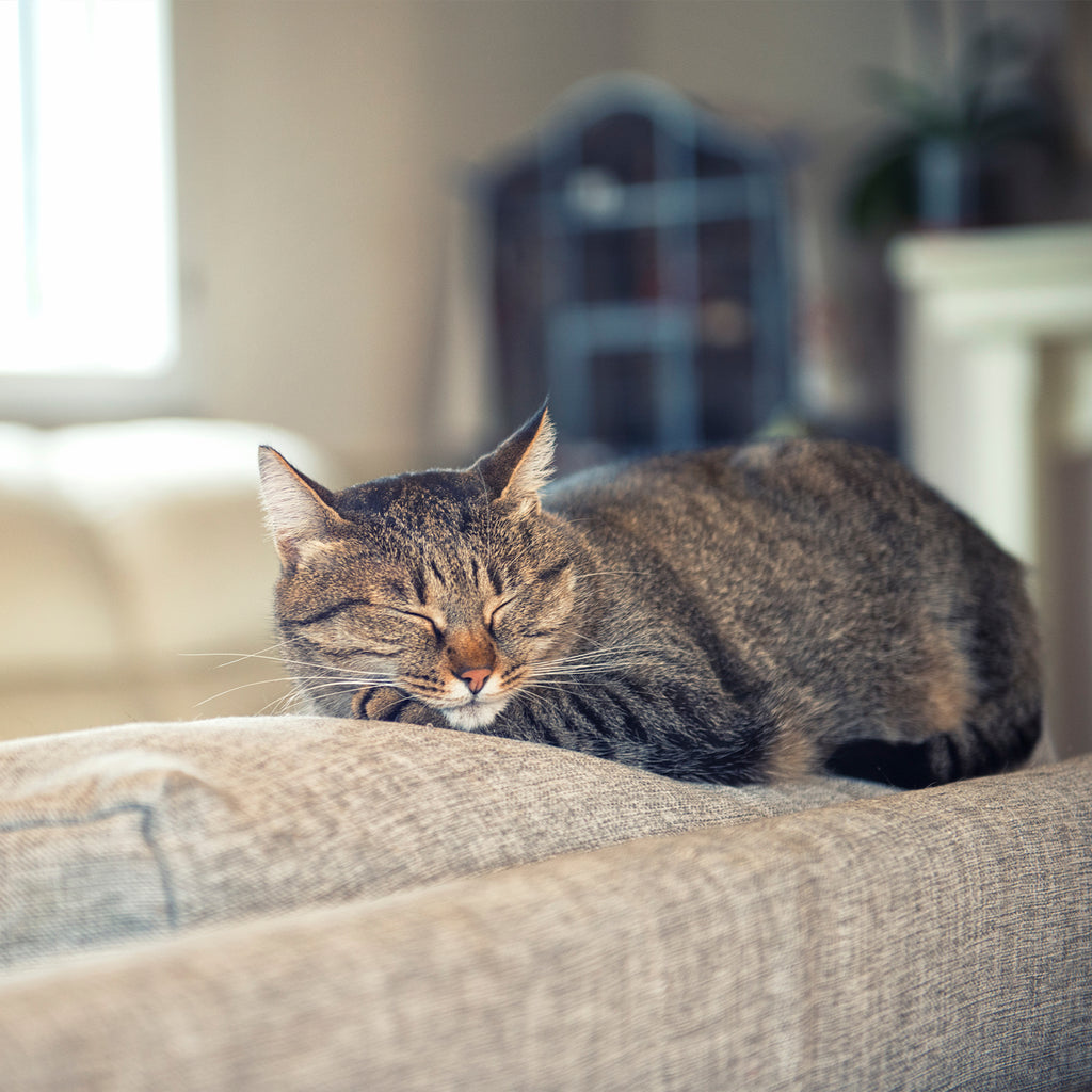 Kediler Her Yerde Rahat Bir Şekilde Uyuyabilir mi?